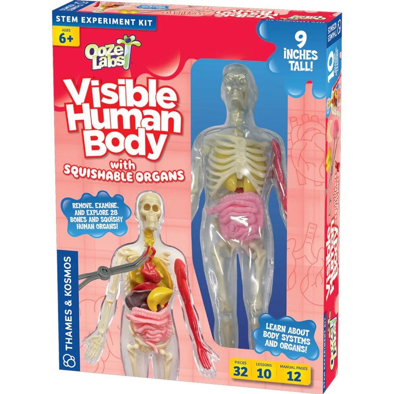 Thames & Kosmos Ooze Labs: Visible Human Body with Squishable Organs