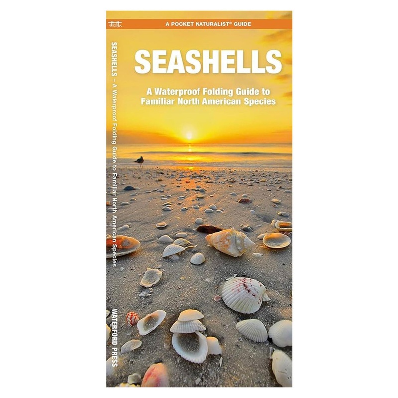 National Book Network North American Seashells